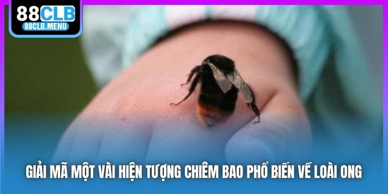 Giải mã một vài hiện tượng chiêm bao phổ biến về loài ong