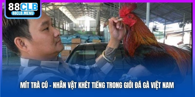 Mít Trà Cú - Nhân Vật Khét Tiếng Trong Giới Đá Gà Việt Nam
