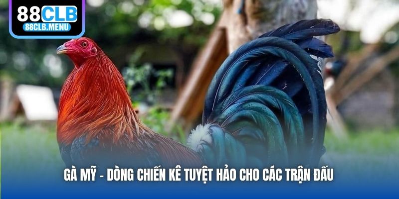 Gà Mỹ - Dòng Chiến Kê Tuyệt Hảo Cho Các Trận Đấu