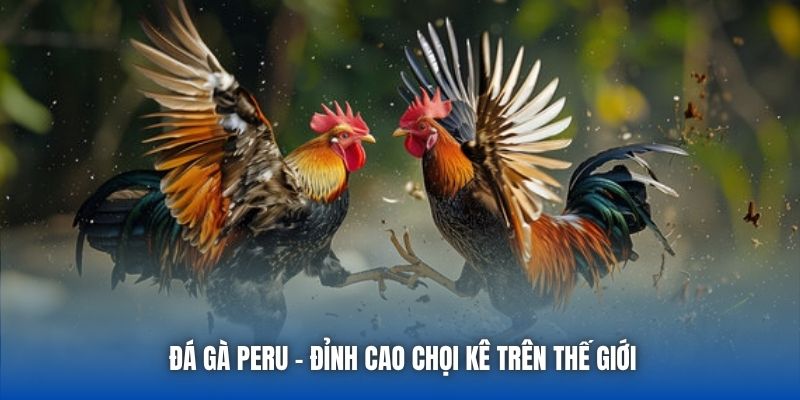 Đá gà Peru - Đỉnh cao chọi kê trên thế giới