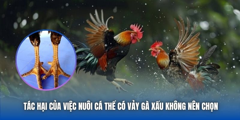 Tác hại của việc nuôi cá thể có vảy gà xấu không nên chọn